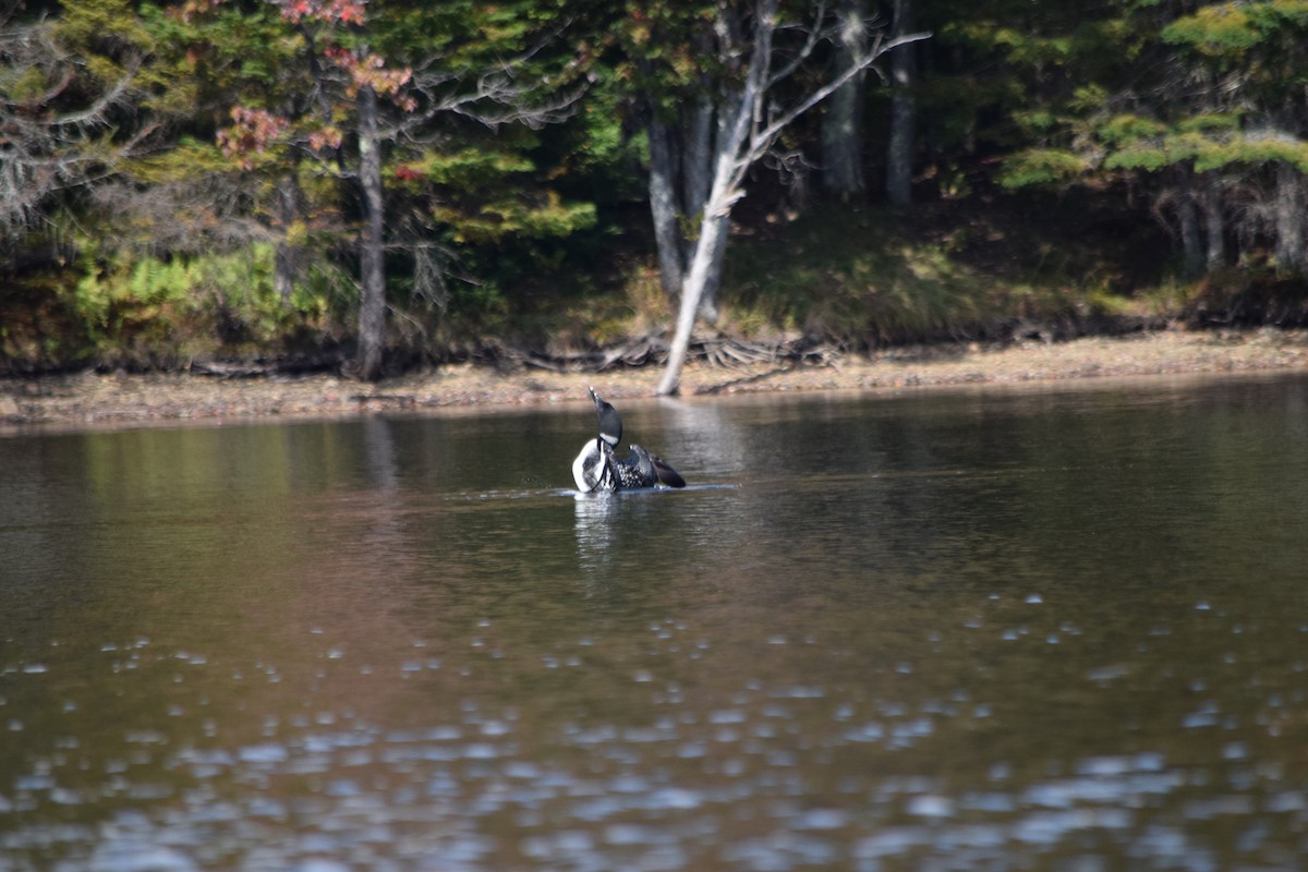 Common Loon - ML641896414