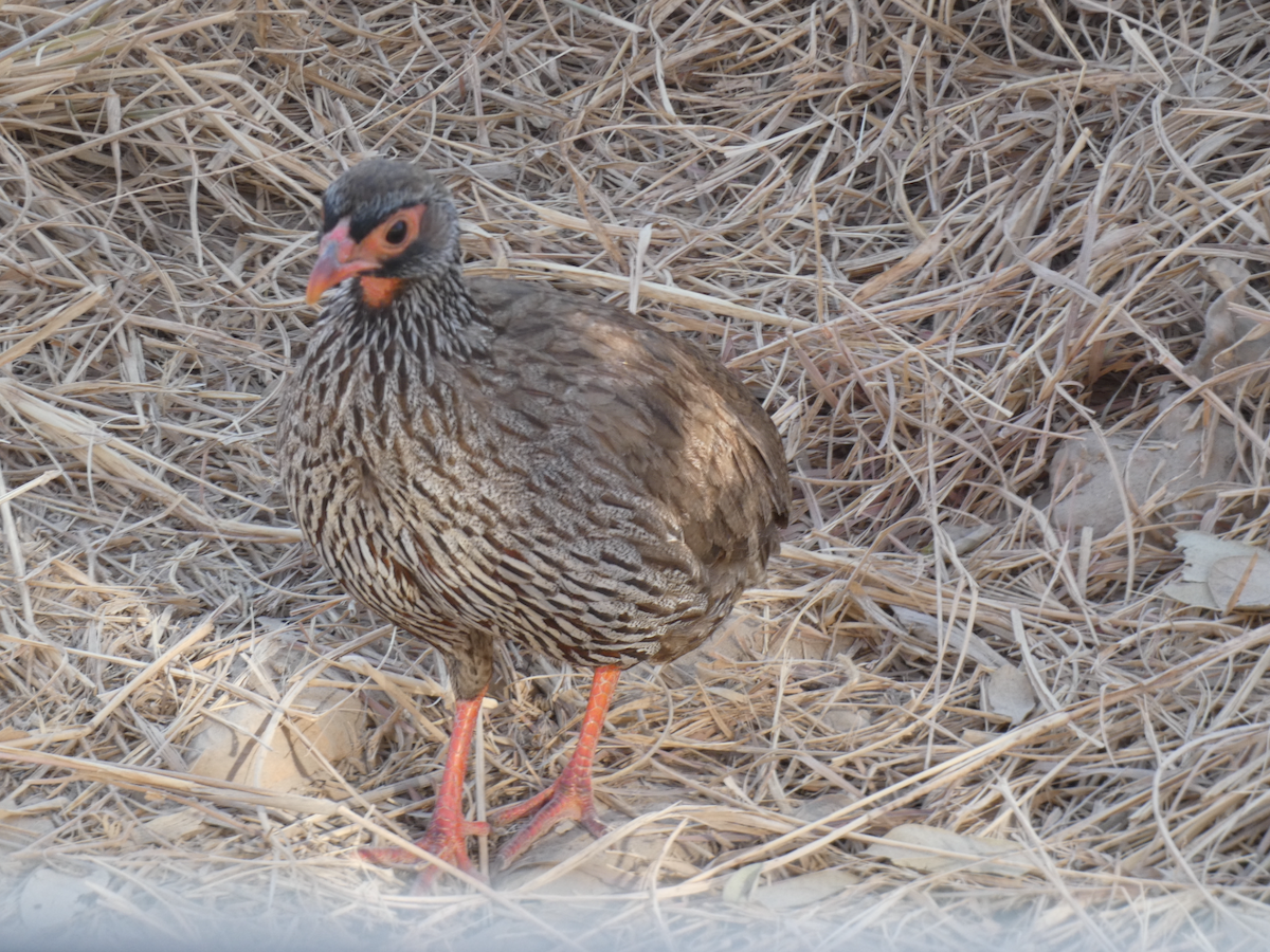 Red-necked Spurfowl - ML641896429