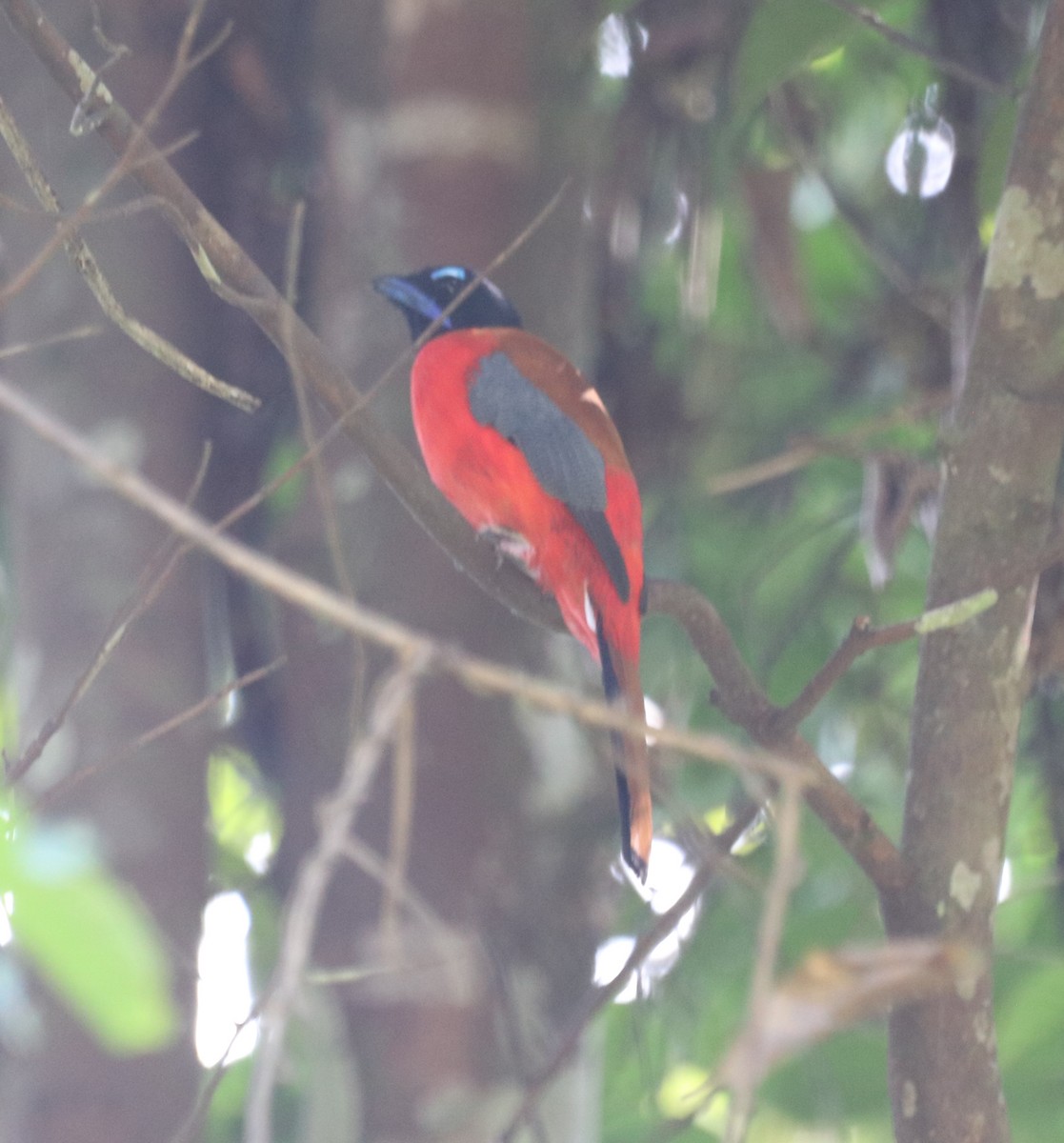 Scarlet-rumped Trogon - ML641896434