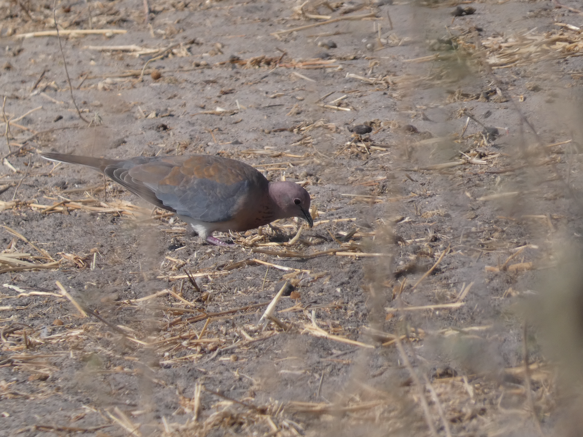 Laughing Dove - ML641896439