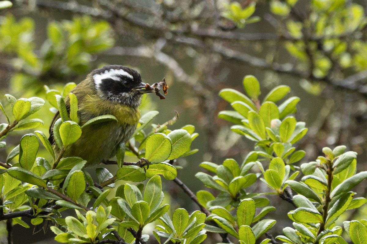 Sooty-capped Chlorospingus - ML641896445