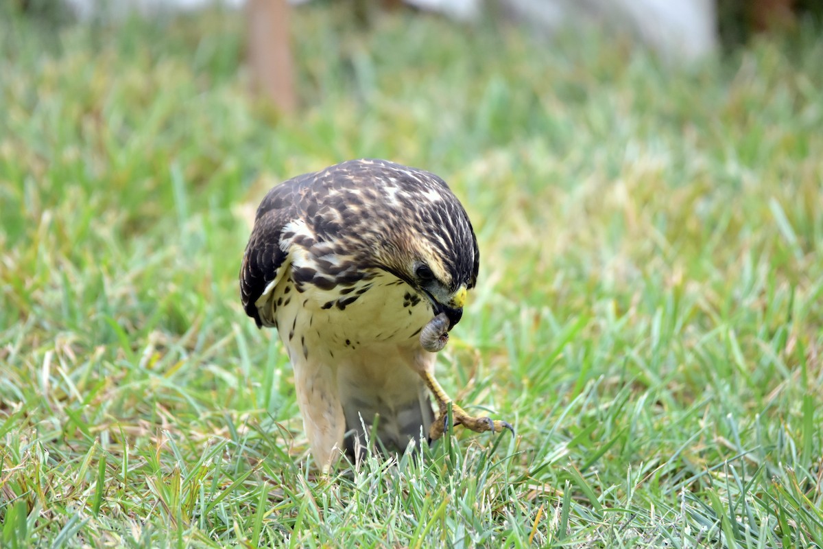 Broad-winged Hawk - ML641896474