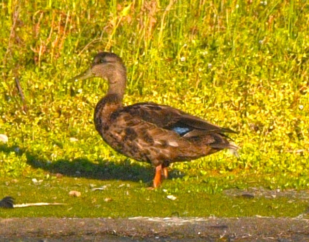 American Black Duck - ML641896481