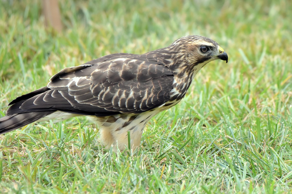 Broad-winged Hawk - ML641896492