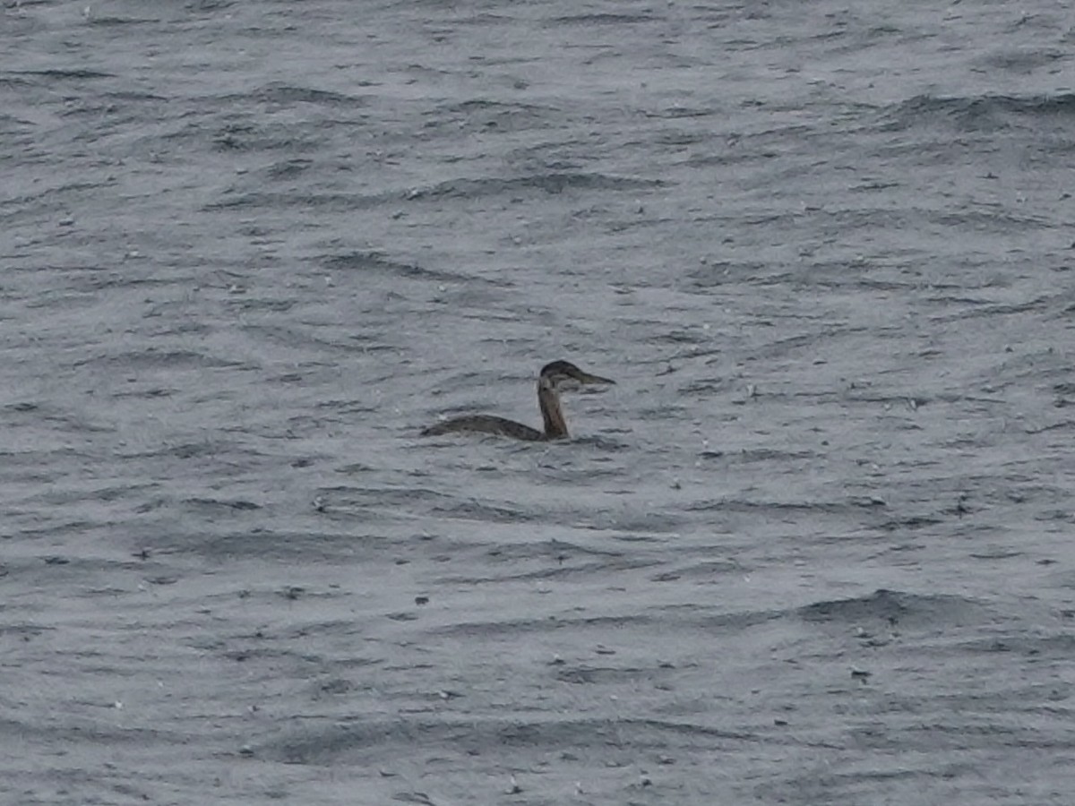 Red-necked Grebe - ML641896499