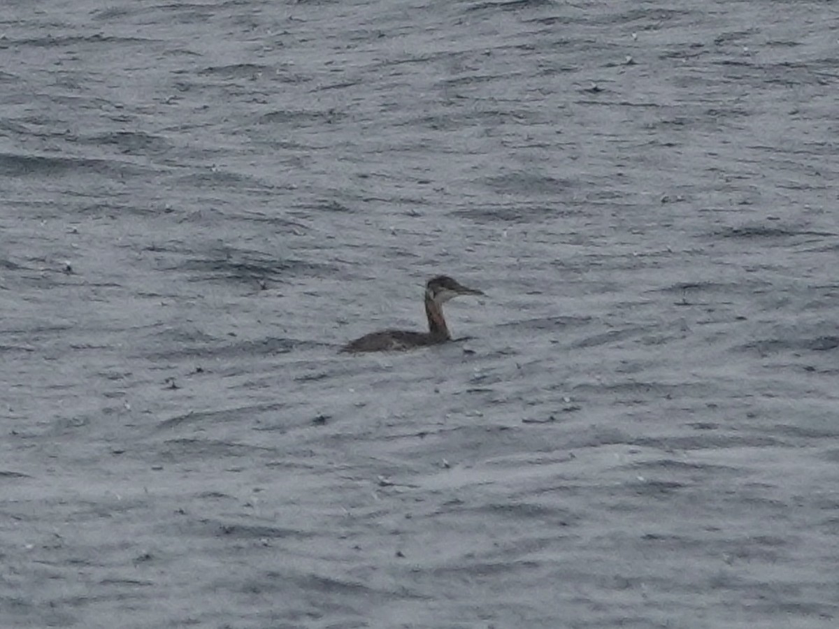Red-necked Grebe - ML641896500