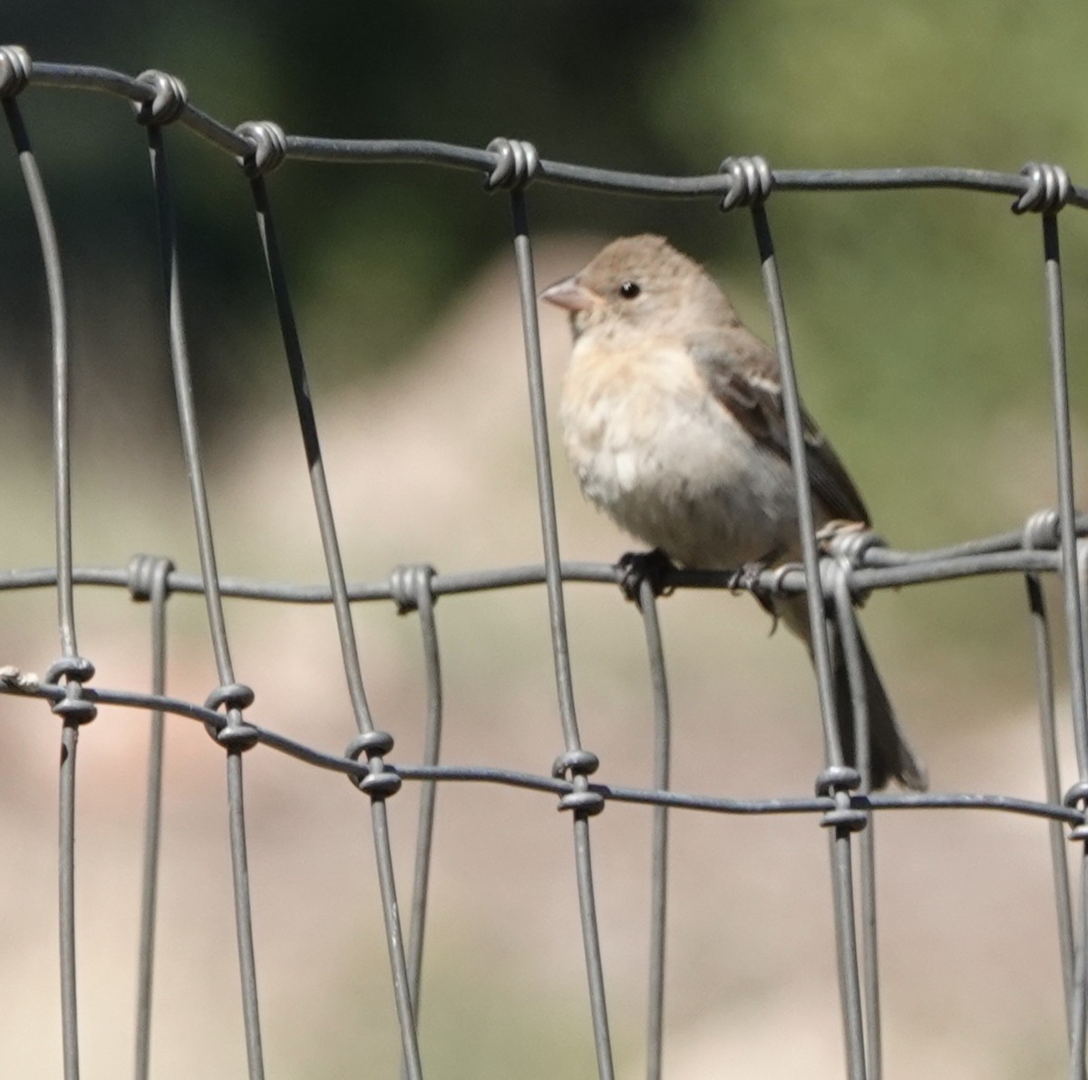 Lazuli Bunting - ML641896525