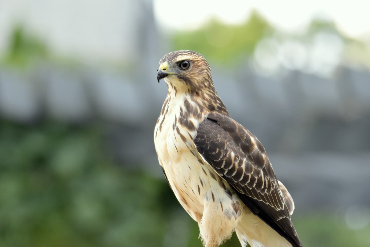 Broad-winged Hawk - ML641896542