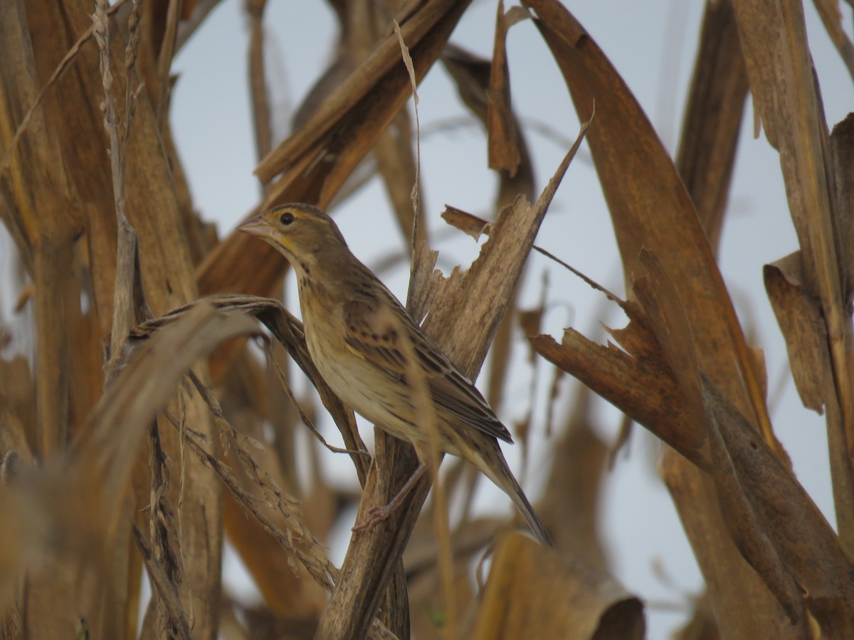 Dickcissel - ML641896544