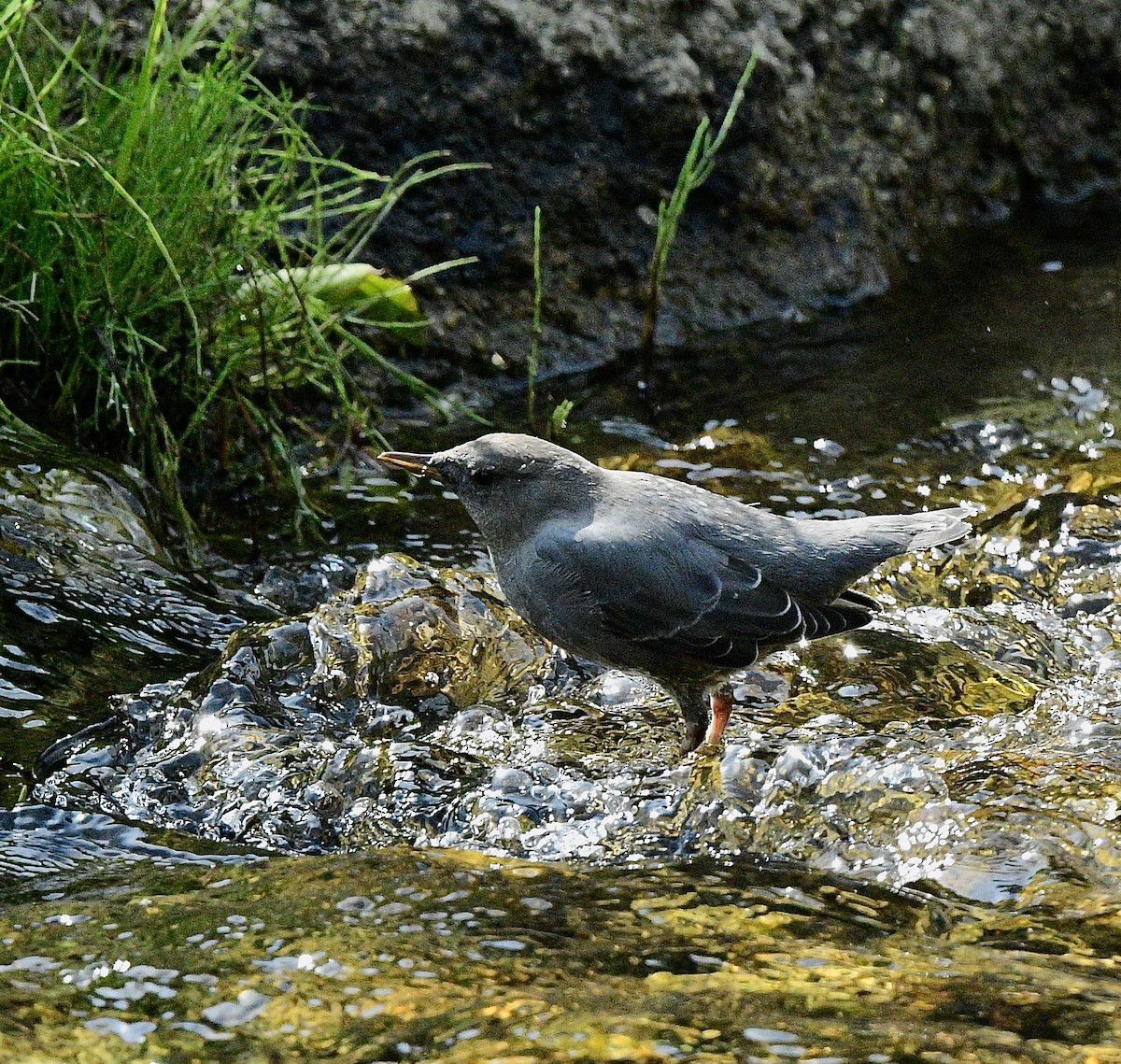American Dipper - ML641896547