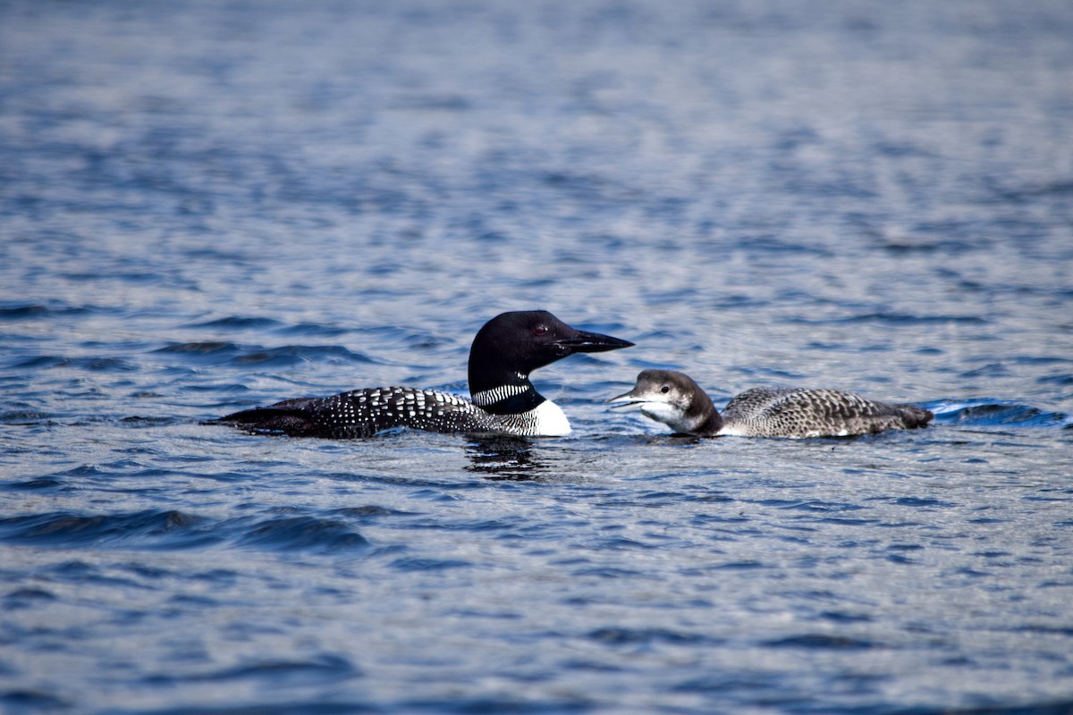 Common Loon - ML641896551