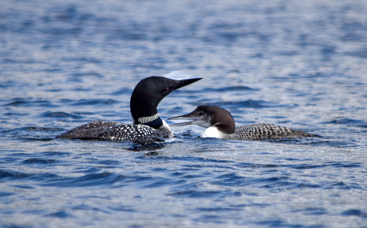 Common Loon - ML641896552