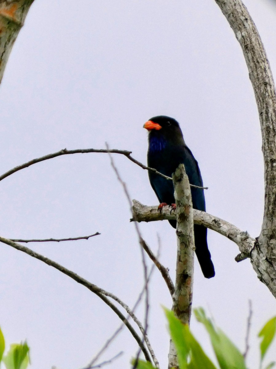 Dollarbird - ML641896569