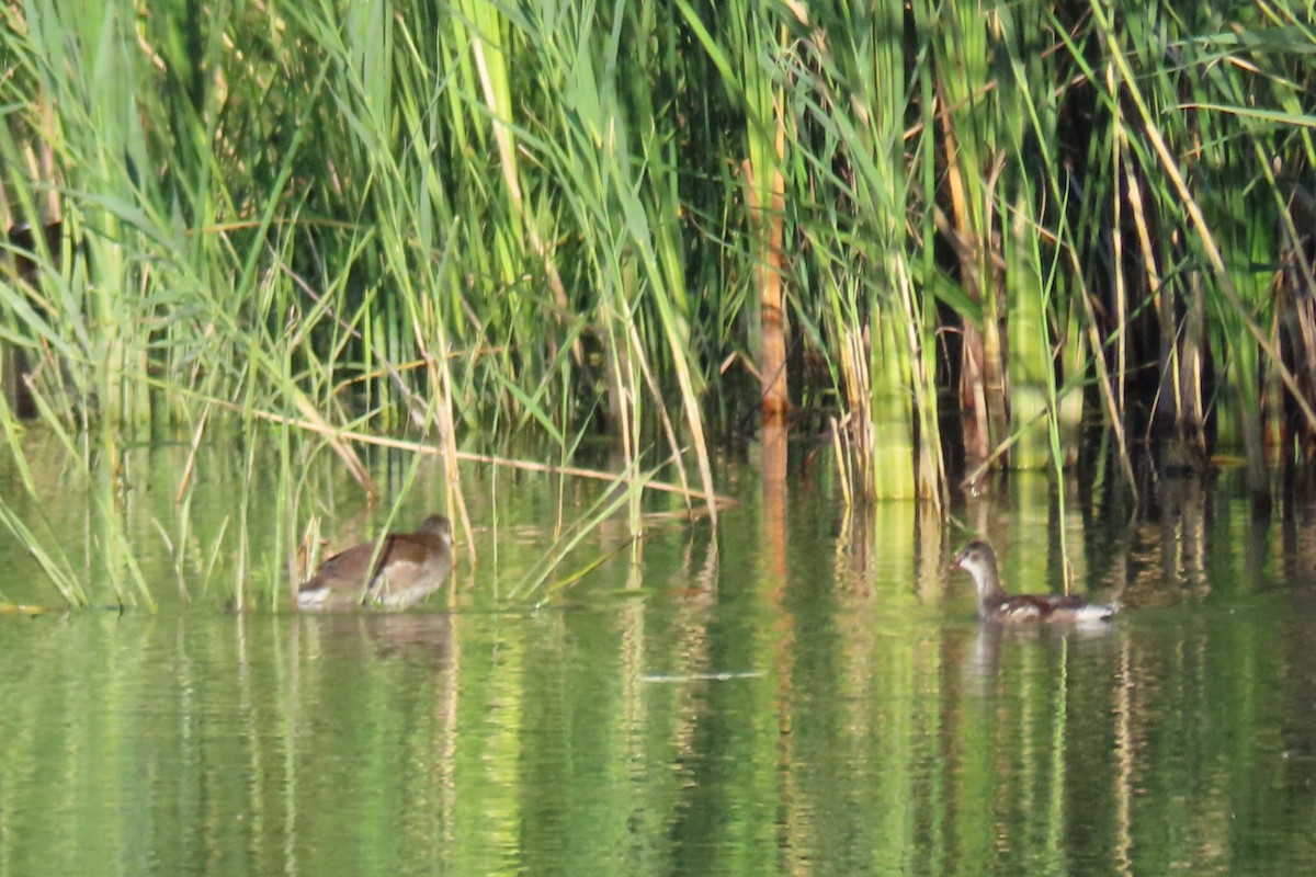 Common Gallinule - ML641896590