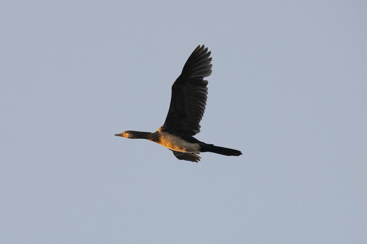 Reed Cormorant - ML641896602