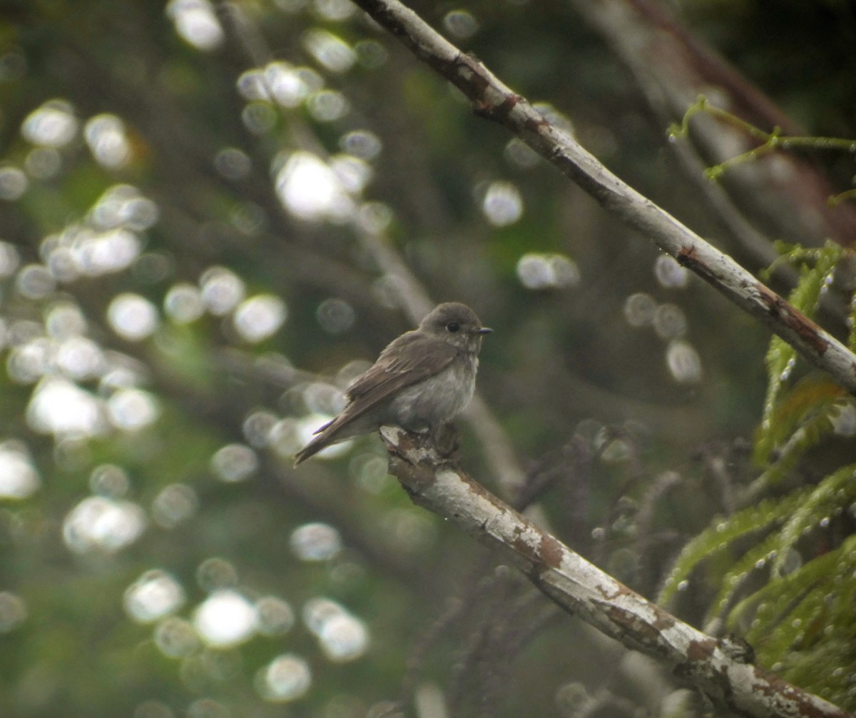 Dark-sided Flycatcher - ML641896608