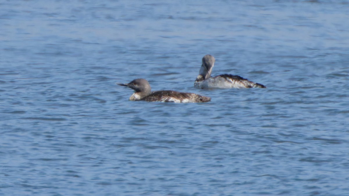 Plongeon catmarin - ML641896628