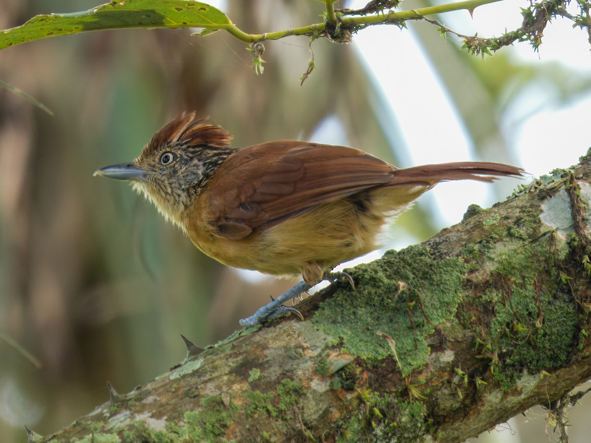 Barred Antshrike - ML641896674