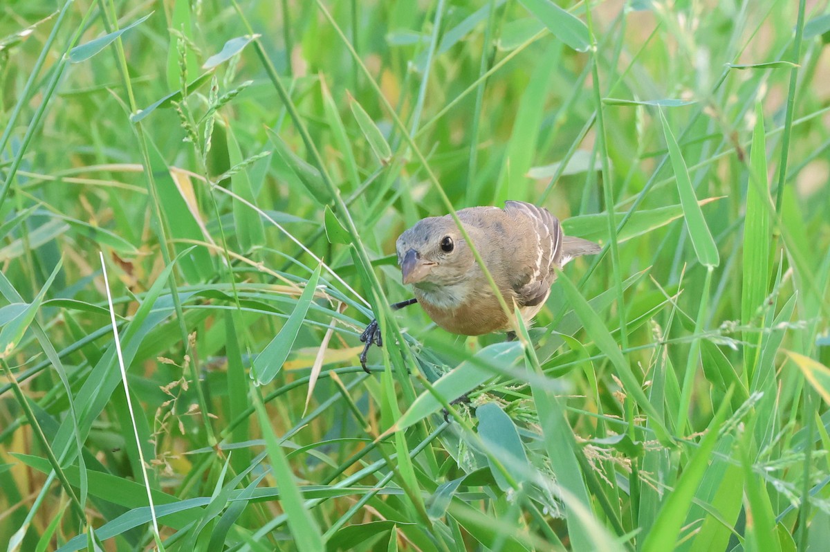 Lazuli Bunting - ML641896675