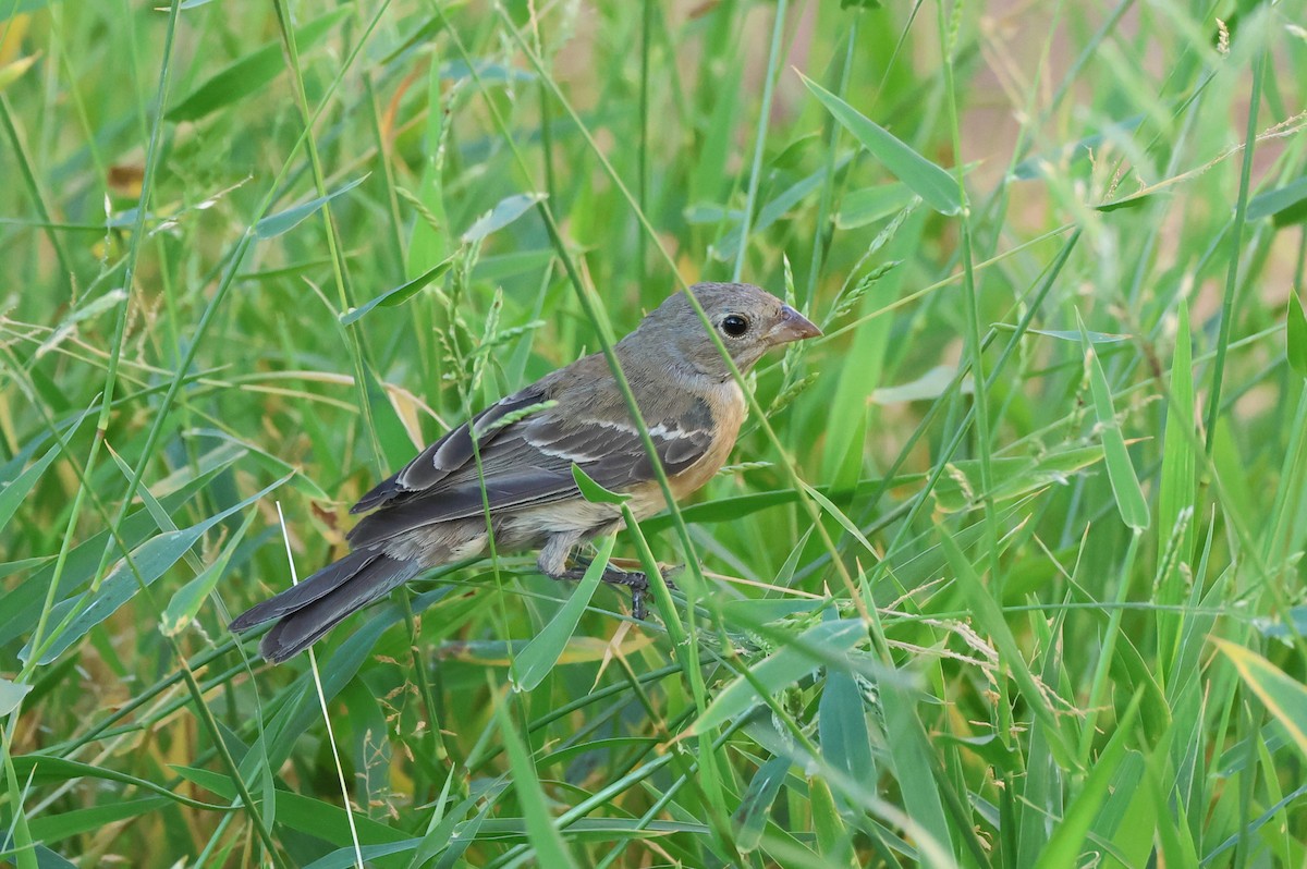 Lazuli Bunting - ML641896676
