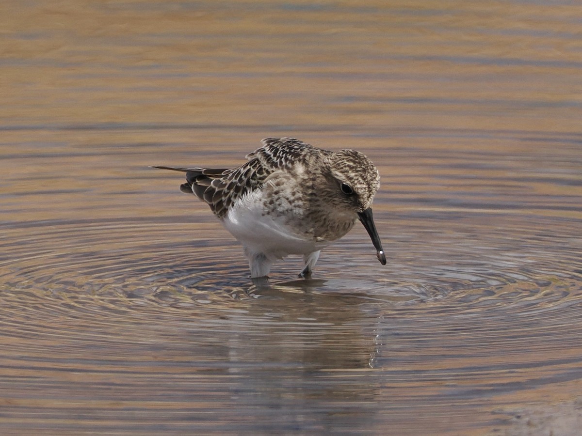 jespák dlouhokřídlý - ML641896682