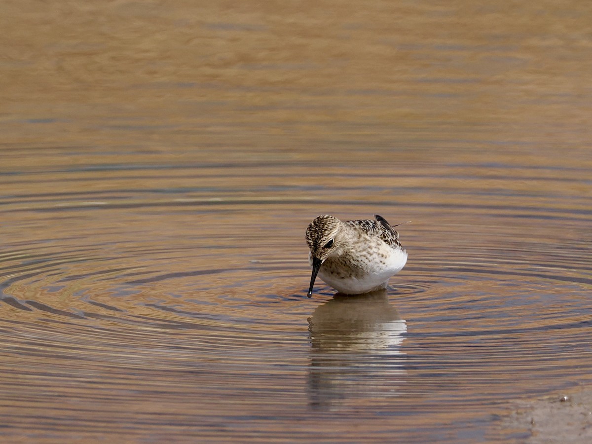 jespák dlouhokřídlý - ML641896683