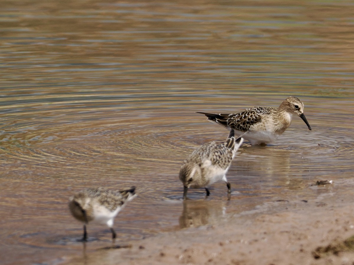 jespák dlouhokřídlý - ML641896684