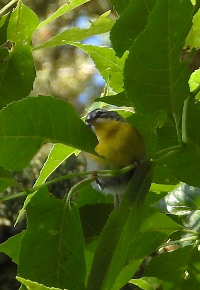 halvmåneparula - ML641896686