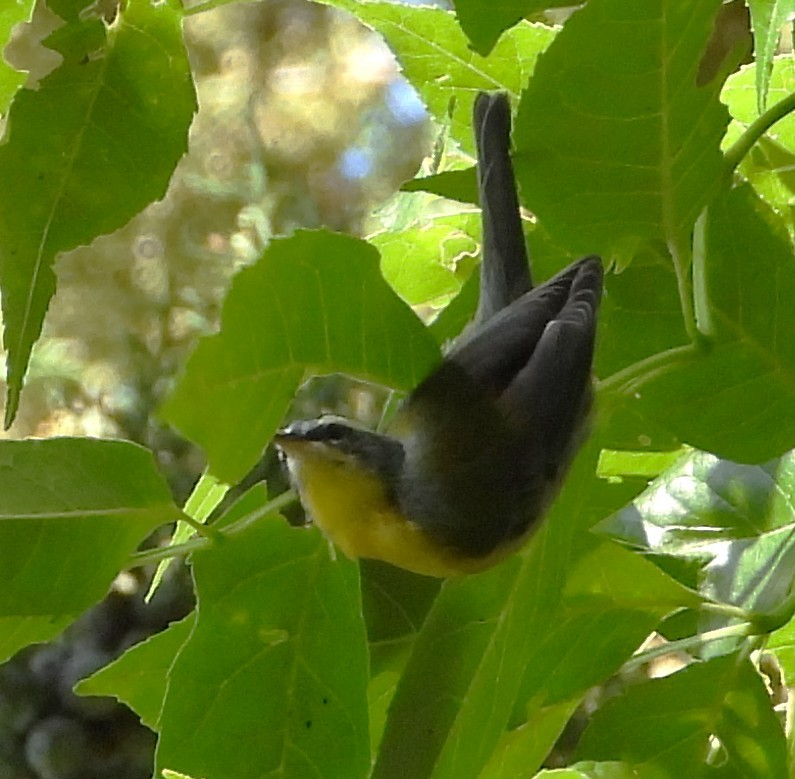 halvmåneparula - ML641896688