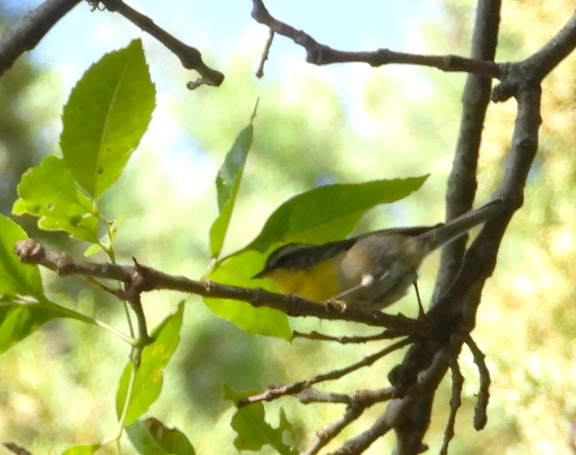 halvmåneparula - ML641896691