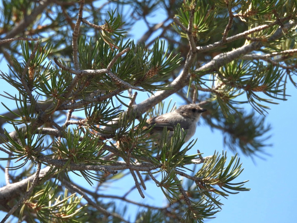 Orite buissonnière - ML641896705