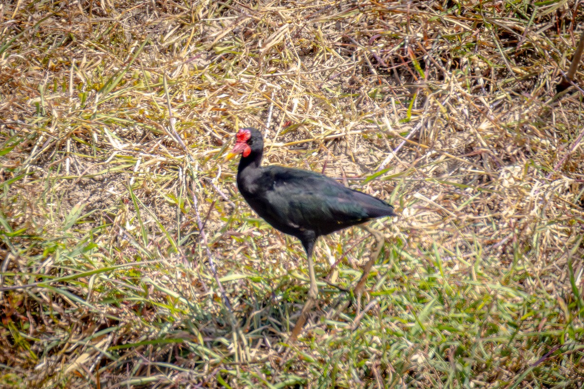 Wattled Jacana (Black-backed) - ML641896719