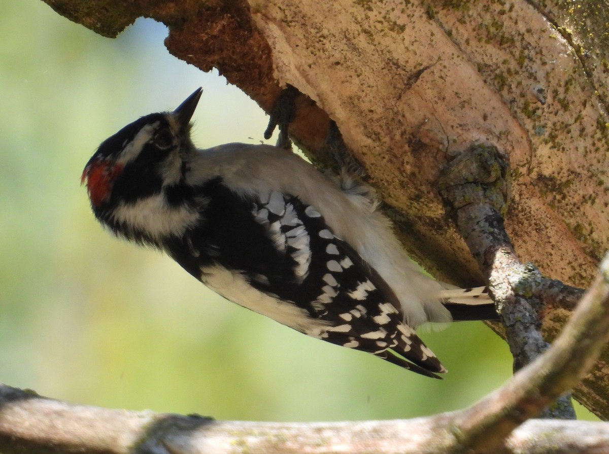 Downy Woodpecker - ML641896734