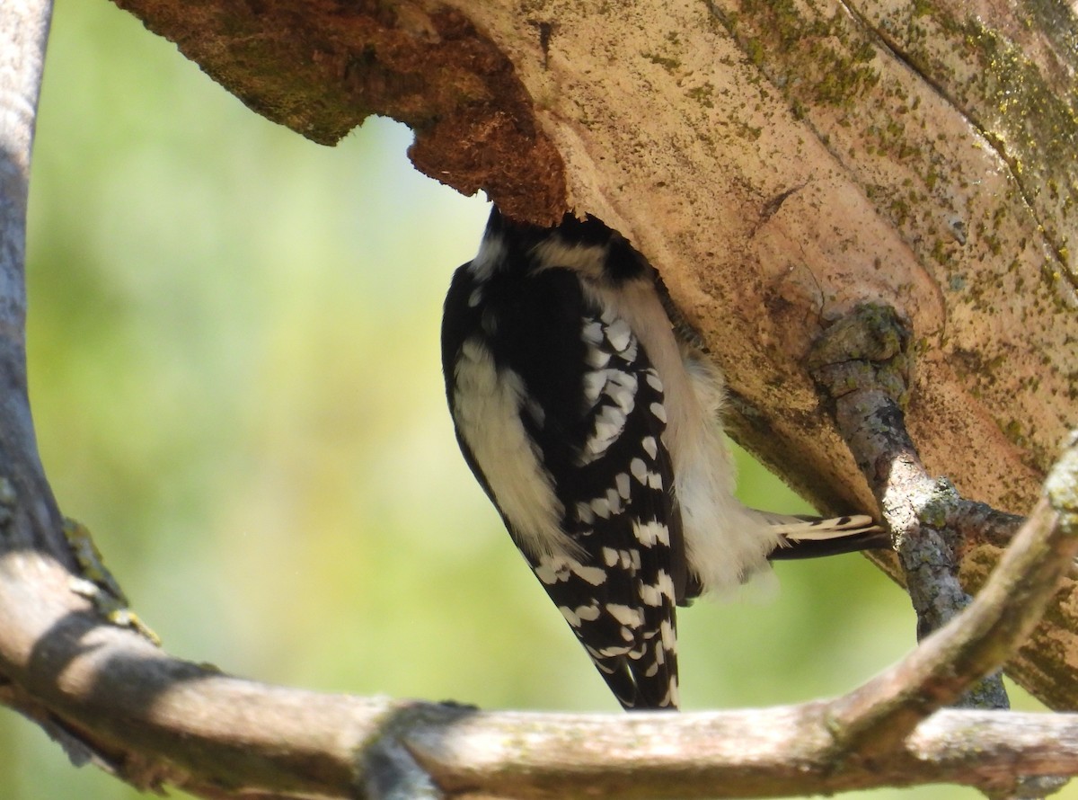 Downy Woodpecker - ML641896736