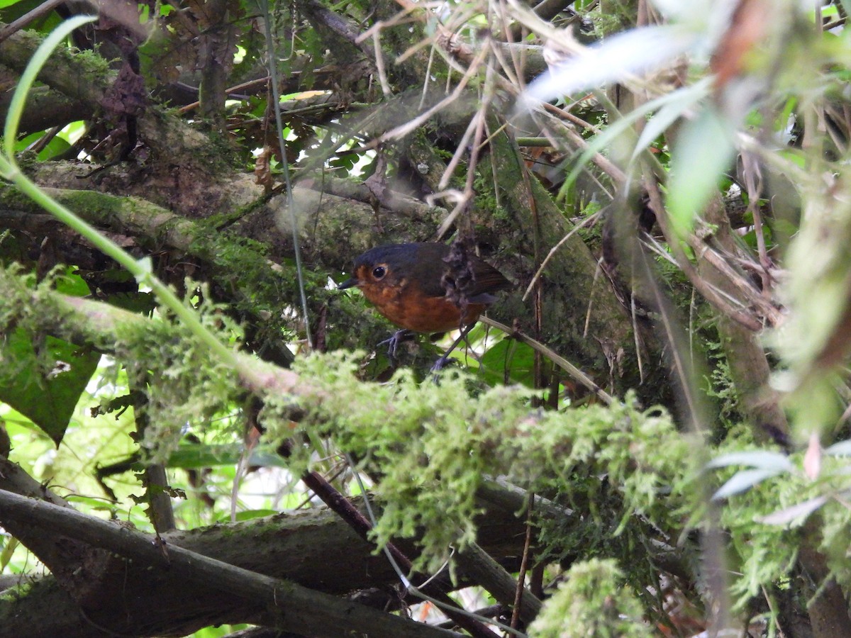 Slate-crowned Antpitta - ML641896749
