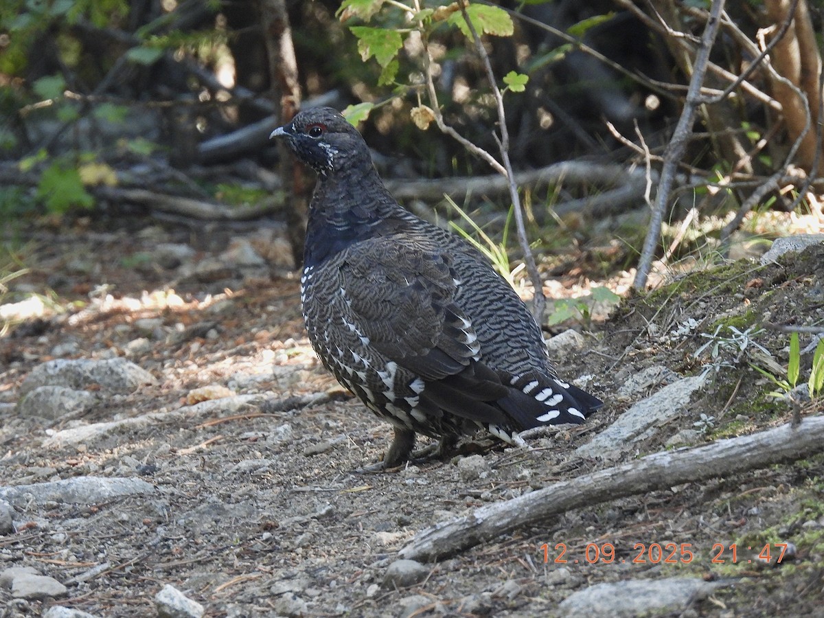 Spruce Grouse (Franklin's) - ML641896762