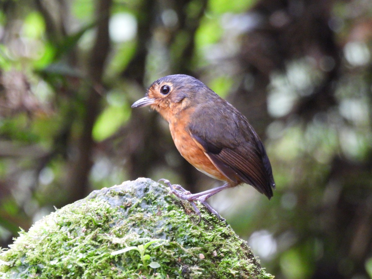 Slate-crowned Antpitta - ML641896764