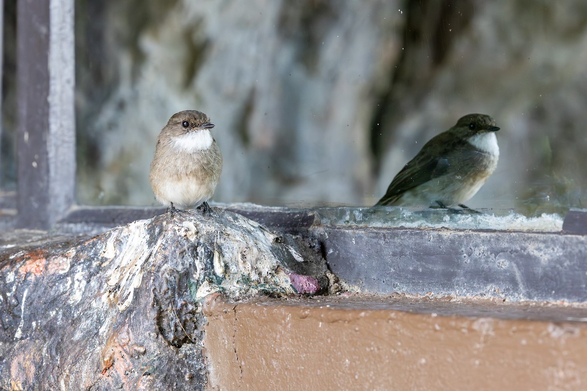 Swamp Flycatcher - ML641896765