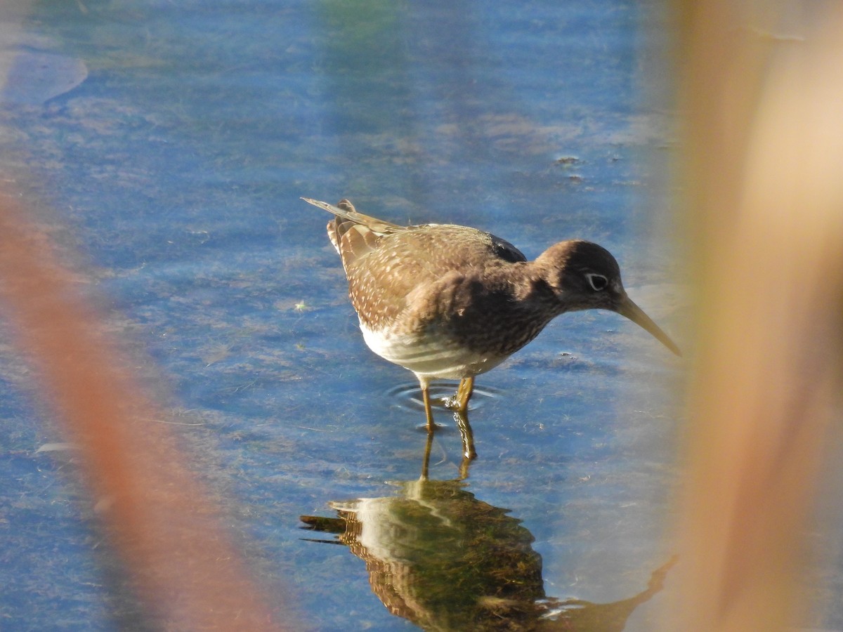 Solitary Sandpiper - ML641896772