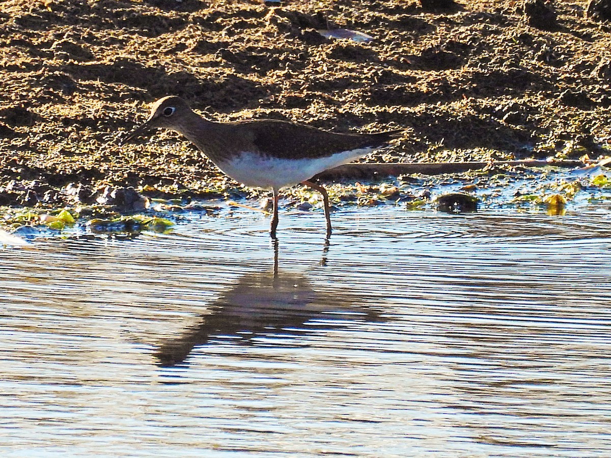 Solitary Sandpiper - ML641896776