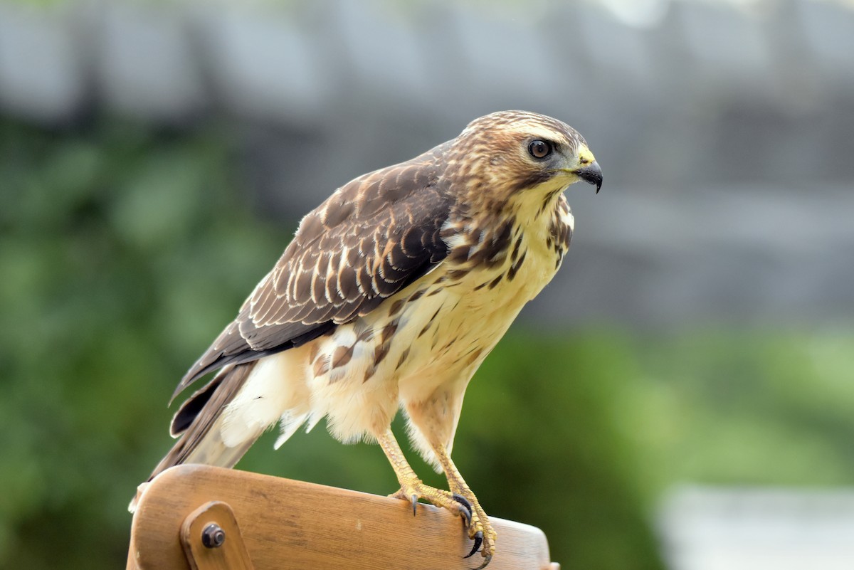 Broad-winged Hawk - ML641896779