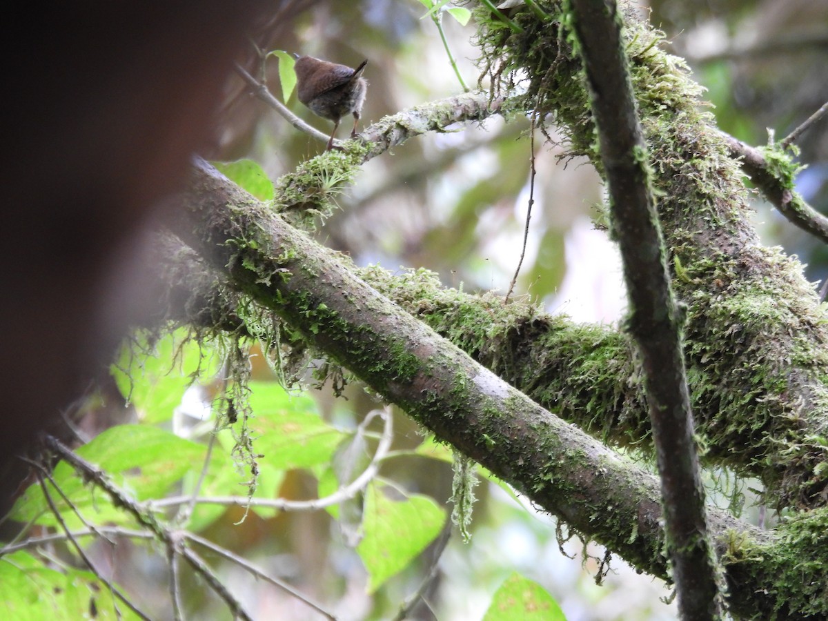 Mountain Wren - ML641896821