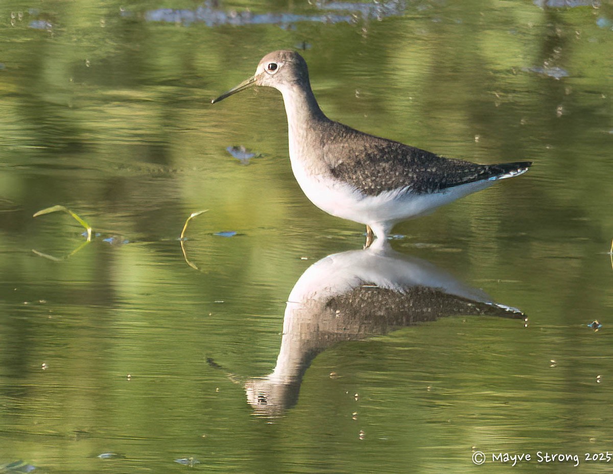 Solitary Sandpiper - ML641896826