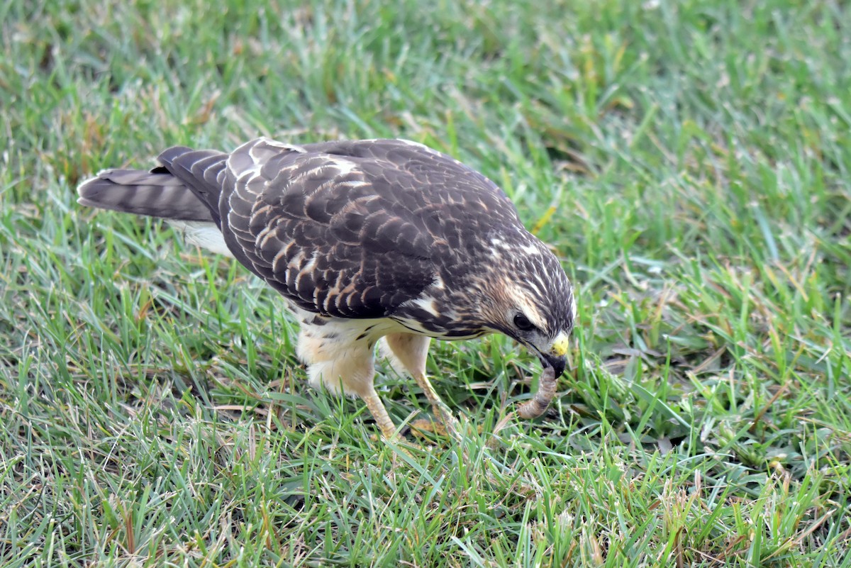 Broad-winged Hawk - ML641896844
