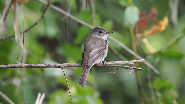 Willow Flycatcher - ML641896853