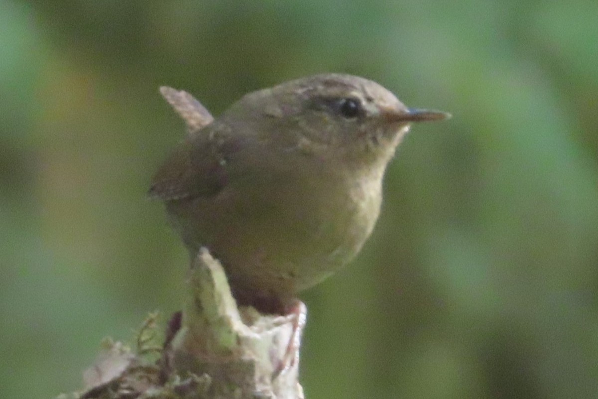 Pasifik Çıtkuşu - ML641896856