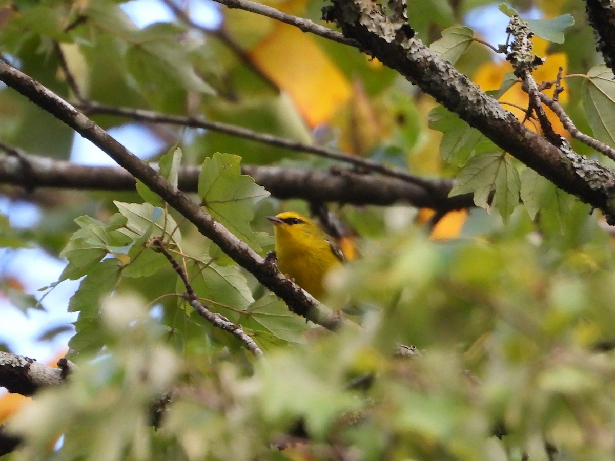 Blue-winged Warbler - ML641896858
