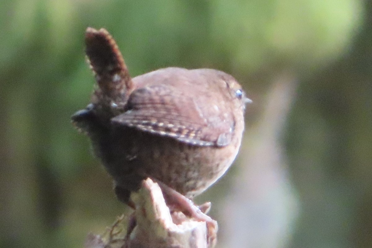 Pasifik Çıtkuşu - ML641896873