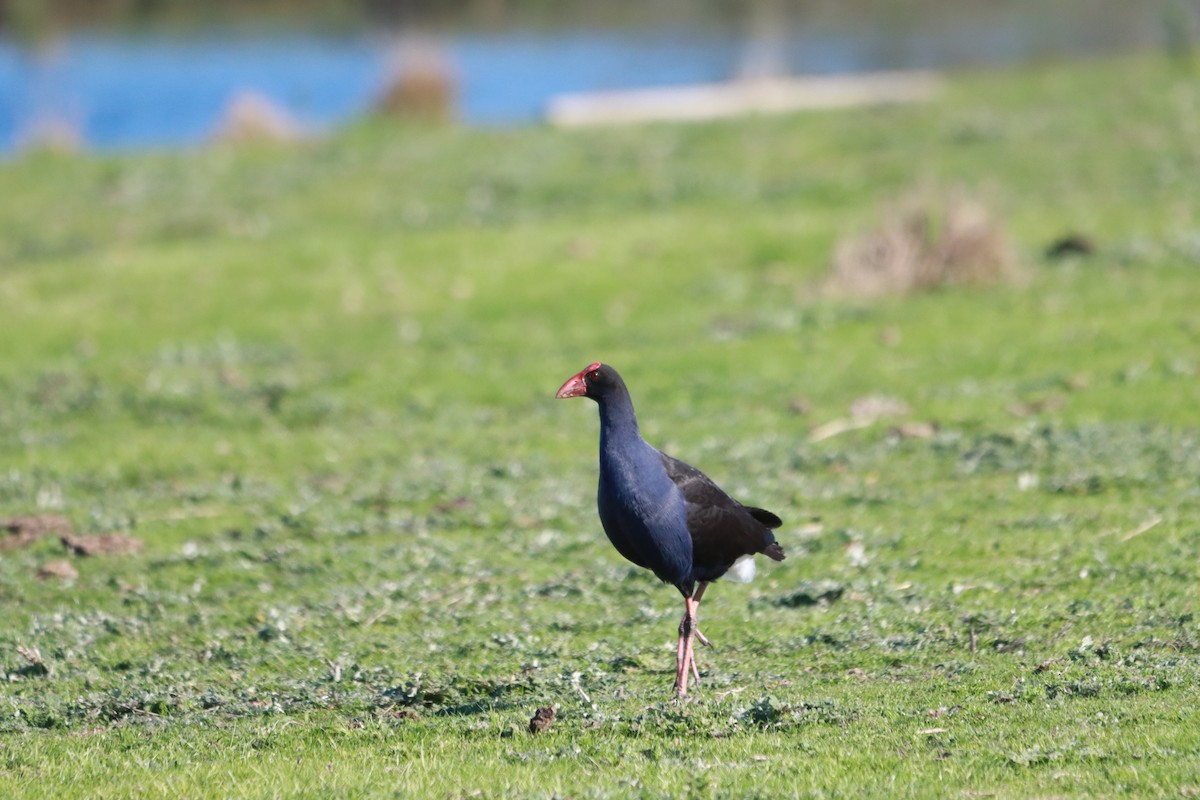 Australasian Swamphen - ML641896876
