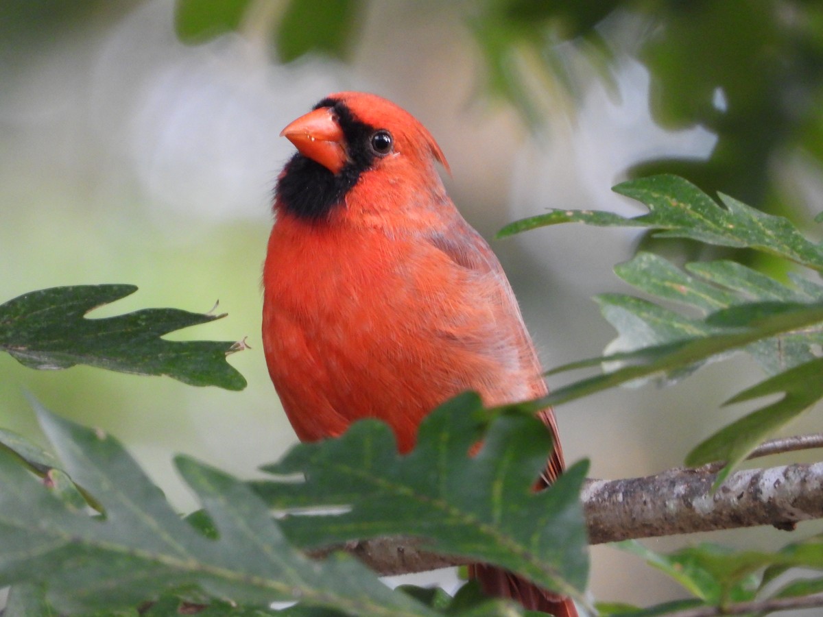 Northern Cardinal - ML641896881